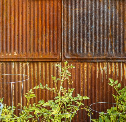 Potager avec plants de tomate et mur d'acier rouillé