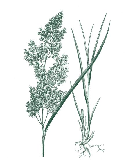 Dessin de graminée calamagrostis